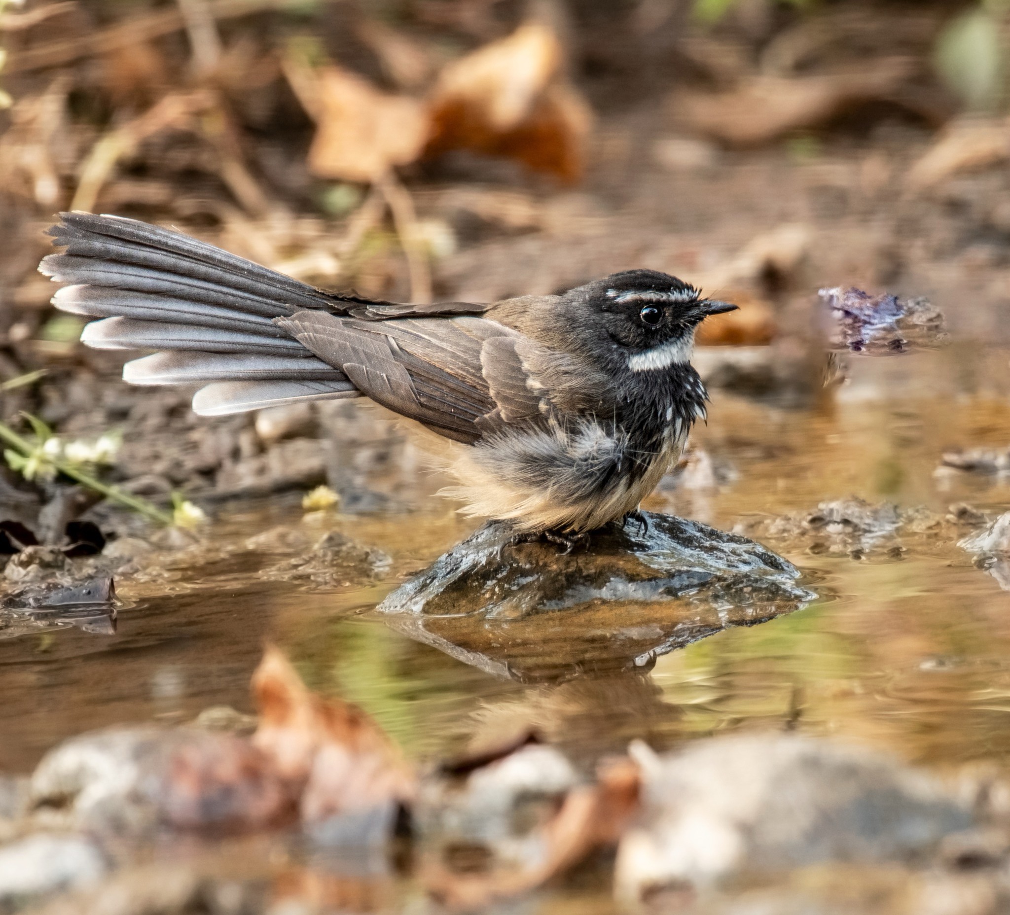 A Bird sitting on a rock